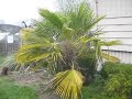 Two Salt Spring Island Palm Trees
