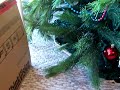 Mushu (my Tegu) climbing out of the Christmas tree Mushu (my Tegu) climbing out of the Christmas tree