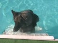 Kimber Swimming with Orthopets Brace