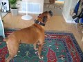 Gibson the Boxer sings again