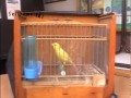 See Video