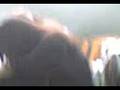 videos de Pobre Pola!!!