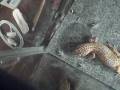 leopad-cleaning-feed