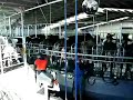 milking at Singletree milking at Singletree