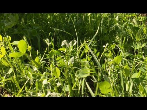 how to transplant primroses