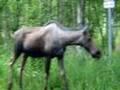 Moose!