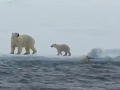 Mother Polar Bear Helps Cub Back Onto The Ice - animals, cub, cute, greenland, ice, polar bear