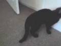 videos de Cat playing fetch