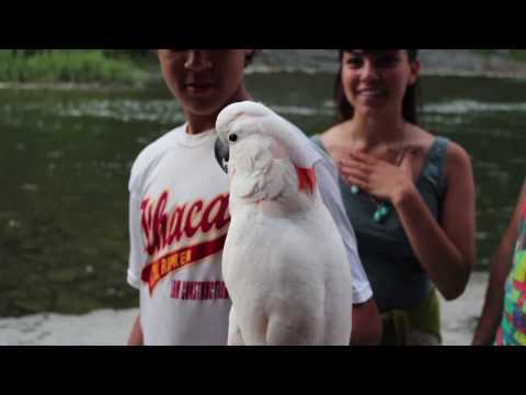 how to care for a umbrella cockatoo
