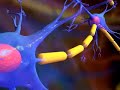 The Human Body - Aproach To Epilepsy Seizure Disorder