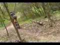 2008-04-20 | B43 MTB ~> Mountain Biking in NC...Mountain Biking 43 (04:08)
