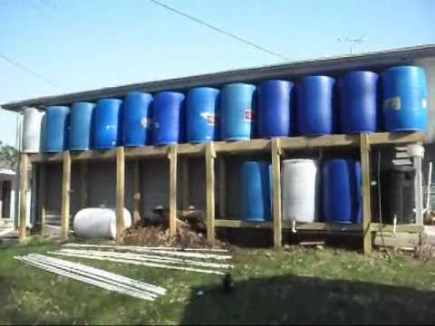 how to fertilize tea olives