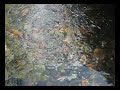 sound of water sound of water