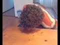 kwark snuiven
