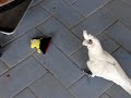 Moki the Bare Eyed Cockatoo battles with the Devil!