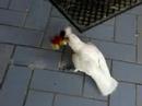Moki the Bare Eyed Cockatoo battles with the Devil!