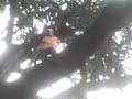 luian dando um de macaco no ibira shsuhsuhsush