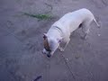 Pitbulls de braga! Beautiful things
