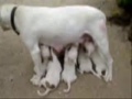 Pitbulls de braga! Beautiful things Pitbulls de braga! Beautiful things