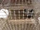 Rabbits