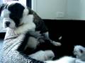 MAGOO and 5 kittens