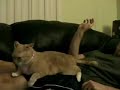 Horny Cat Horny Cat