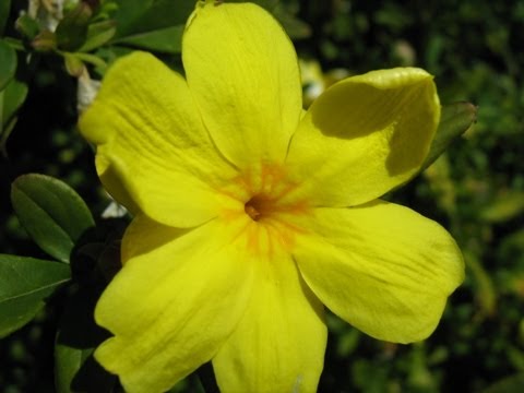 how to replant jasmine plant