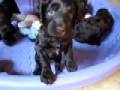 Chocolate Puppies GorgeousDoodles