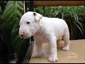 Cute Animals