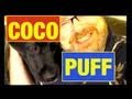 Dogs are SMARTER than . . . FUNNY Toy Product Review of Digger Dog by Mike Mozart and Coco Puff the Puppy of JeepersMedia