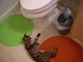 Bengal Cat interst in a lid -PenPen11 Bengal Cat interst in a lid -PenPen11