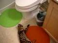 Bengal-Cat-interst-in-a-lid--PenPen11