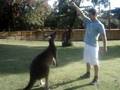 videos de Kangaroo at Caversham park