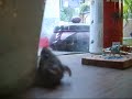 Muis Woppi En De Muizenval