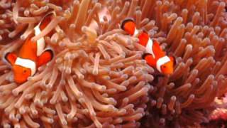 Finding Nemo in Cebu