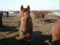 ILPH stop horse slaughter..x