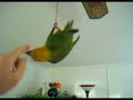 Leo Playing WithThe Fan Leo Playing WithThe Fan
