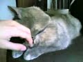 My cat
