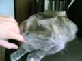 My cat