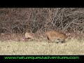 Bobcat with Kitten