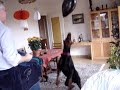 Sherman's Jump Video 0001