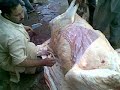 saima classic eid ul aza after cow qurbani 2009