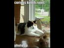 funny cats - icanhascheezburger pics funny cats - icanhascheezburger pics