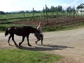 grooming and tacking up