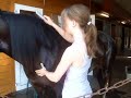 Grooming and tacking up Grooming and tacking up