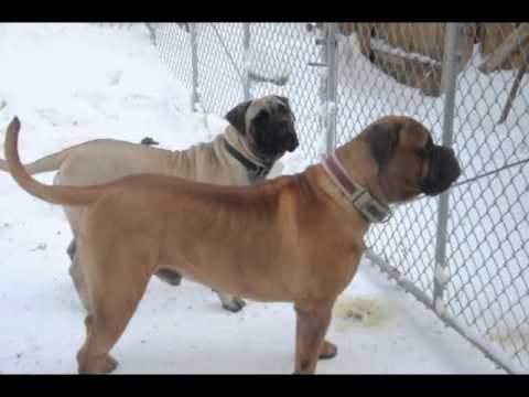 bullmastiff