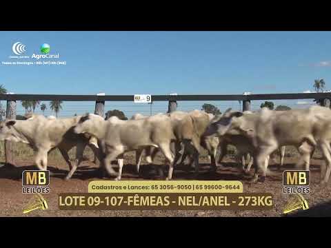 554� LEIL�O VIRTUAL MB LEIL�ES