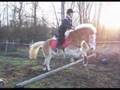 haflinger