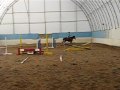 Chestnut Warmblood Gelding for Sale