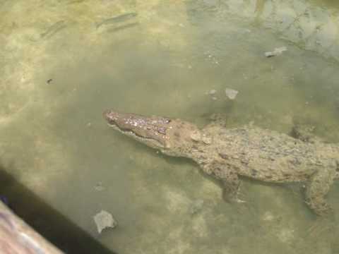 Salt water Croc